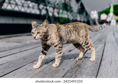 Cat walk on the old wooden floor.Black and orange cat. - Powered by Shutterstock