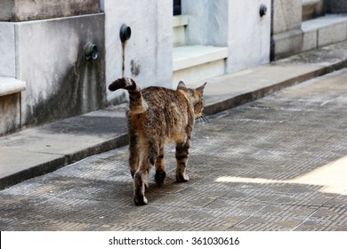 Cat Walking Away