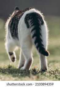 Cat Walking Away. Back View Of Walking Cat.