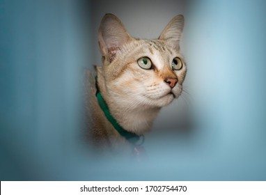 Cat Walking Behind Balcony In House And Looking For Something Carefully,Thai Domestic Cat With A Red Bell Walking Behind A Blue Balcony At Home, Pet,cat, Thai Cat, Pet Is A Best Friend Of Human,