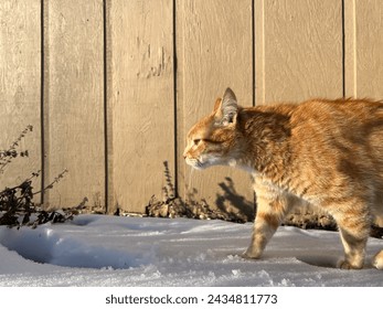 Cat walking in deep snow, orange tabby 