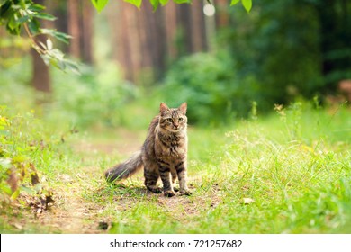 Cat walking in the forest in summer