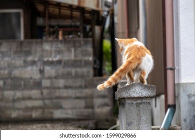 
Cat Walking Forward On The Stone Fence