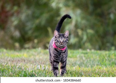 Cat walking in green grass with pink collar  - Powered by Shutterstock