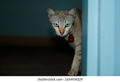 Cat Walking In House And Looking For Something Carefully,Pet Do Guarding,Thai Domestic Cat With A Red Bell Walking Behind A Blue Balcony At Home, Pet,cat, Thai Cat, Pet Is A Best Friend Of Human,