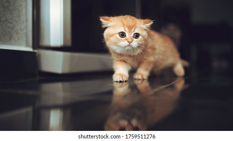 Cat Walking Inside The House