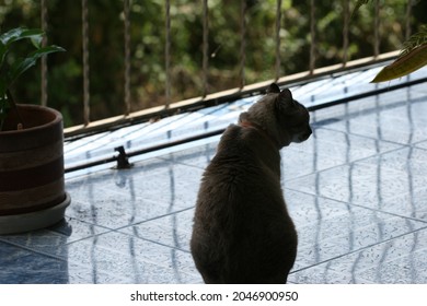 
Cat Walking Inside The House On A Sunny Day