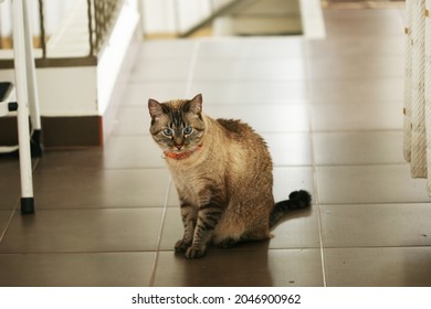 
Cat Walking Inside The House On A Sunny Day