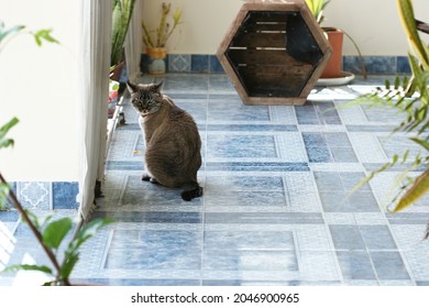 
Cat Walking Inside The House On A Sunny Day