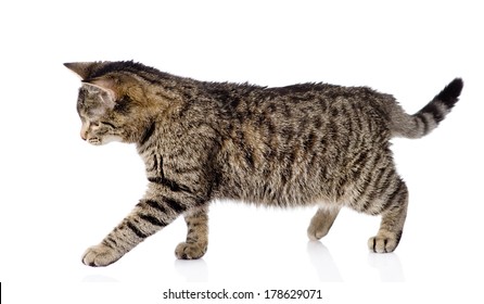 Cat Walking. Isolated On White Background