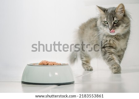 Cat walking near bowl of food