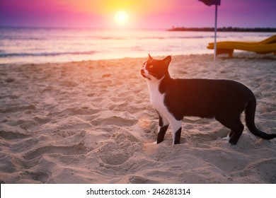 Cat Walking On The Beach At Sunset