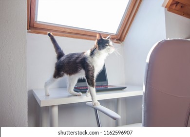 Cat Walking On A Desk With Laptop In The Background In A Clean And Bright Home Office.