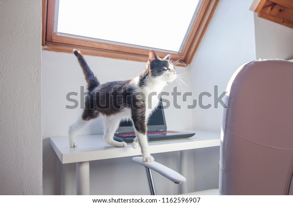 Cat Walking On Desk Laptop Background Stock Photo Edit Now