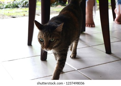 Cat walking on the floor