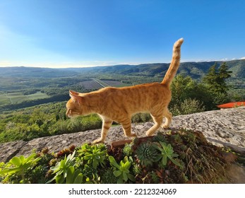 A cat walking on the fortress wall of 