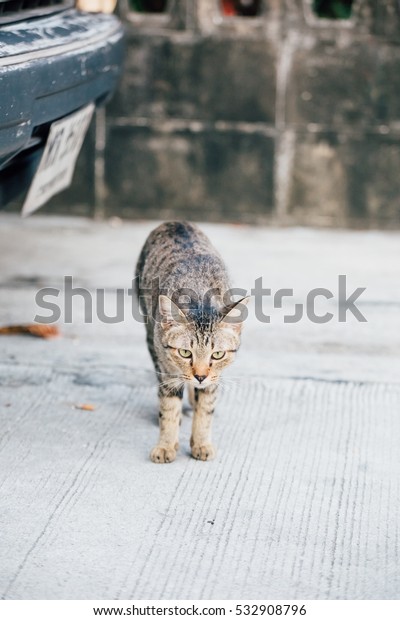 A Cat walking on the
ground