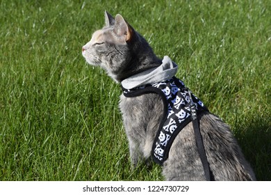 Cat Walking On Harness Outside Stock Photo 1224730729 | Shutterstock