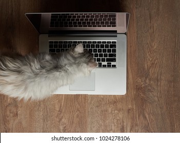 Cat Walking On Laptop Keyboard Above Top View