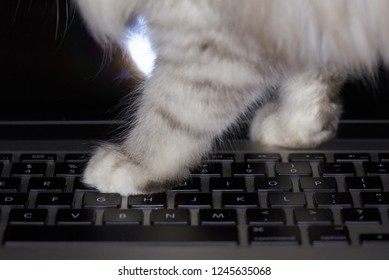 Cat Walking On Laptop  Keyboard Close Up. Cat Play With Laptop