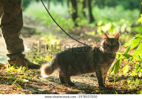 Cat walking on a leash in the forest. Man legs in the\
background. Selective focus. Back light. Beautiful sun reflections.\
Afternoon. 