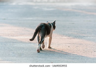 Cat Walking On Road. Rear View