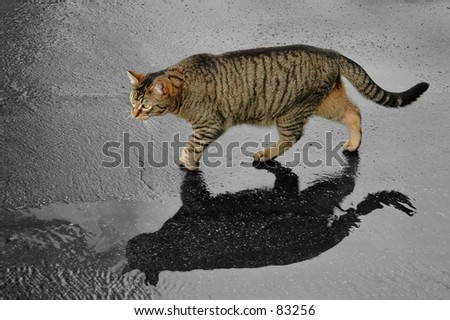 Similar – Image, Stock Photo Tiger climbs into the water