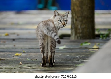 Cat walking on a wooden walkway and look back. - Powered by Shutterstock