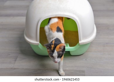 Cat walking out of  cat litter box, sand tray ,toilet for pets.