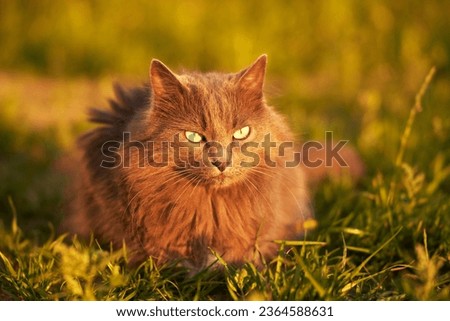 cat walking outside in the grass. Beautiful cat portrait in nature. Pet in Summer evening sun rays. Rural area.