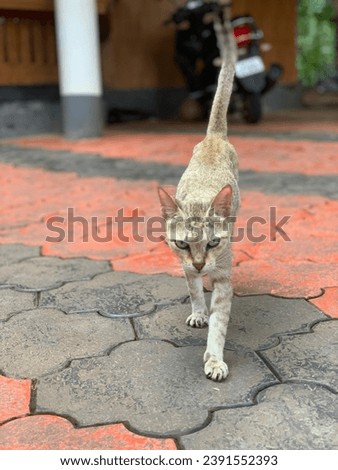 A cat walking with seriously
