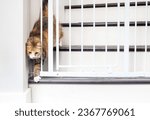 Cat walking through pet gate or baby gate. Cute fluffy kitty passing gate by squeezing through an opening. Concept for pet safety and new animals or baby in house. Female calico cat. Selective focus.
