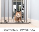 Cat walking through pet gate or baby gate. Cute fluffy kitty passing through pet gate with one removed rod. Concept for pet safety and new animals or baby in house. Female calico cat. Selective focus.