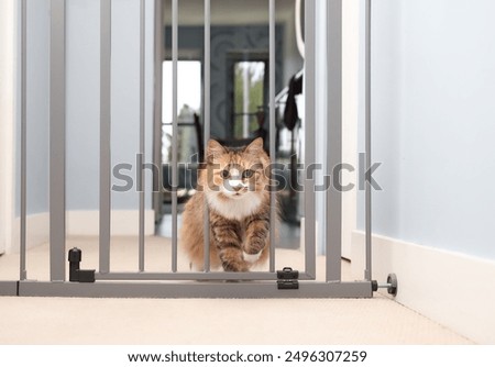 Cat walking through pet gate or baby gate. Cute fluffy kitty passing through pet gate with one removed rod. Concept for pet safety and new animals or baby in house. Female calico cat. Selective focus.