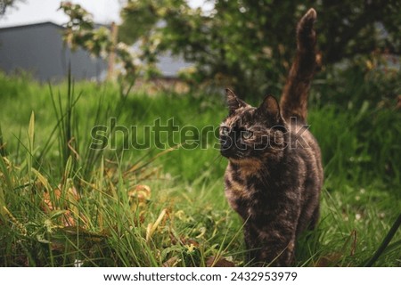 A cat walking through some long grass on a croft.