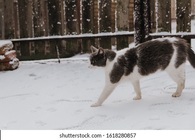 Cat walking toward camera through the shallow snow, winter time, snow is falling. 