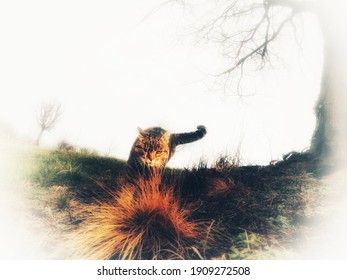 A  Cat Walking Towards Camera