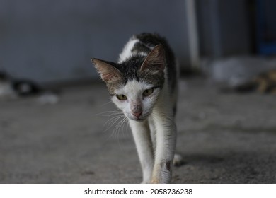 Cat Walking Towards The Camera