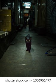 Cat Walking Towards Camera In A Dark Alley. Bangkok, Thailand.