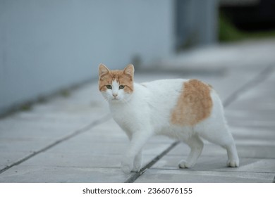 The cat walks along the street. Street cat - Powered by Shutterstock