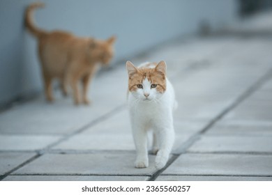 The cat walks along the street. Street cat in Greece - Powered by Shutterstock