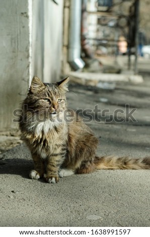 The cat walks along the street. Street cat. The cat is sitting on the fence. Cat by the sea . Red cats.