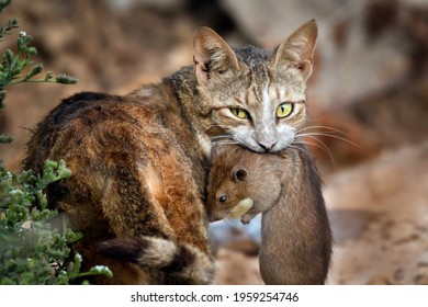 Cat Walks Away After A Successful Hunt