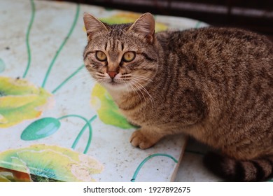 Chat Gris Photos Et Images De Stock Shutterstock