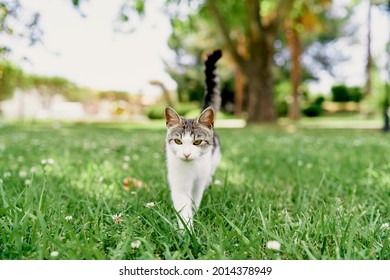 Cat walks on a green lawn against a background of trees - Powered by Shutterstock