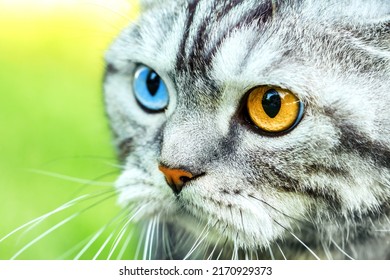 Cat Wallpaper. Beautiful Cat Portrait  With Multicolored Eyes Close Up View.