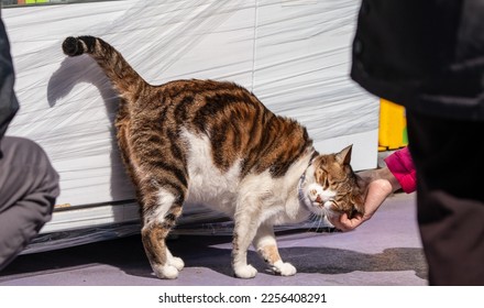the cat wanna be peted - Shutterstock ID 2256408291