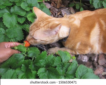 Cat Eating Strawberry Images Stock Photos Vectors Shutterstock