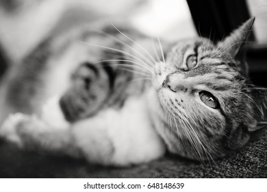 Cat Wanting A Belly Rub (monochrome)