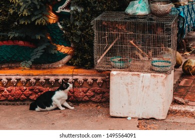Cat wanting to eat bird in a bird cage. Waiting and watching. Frustrated and patient. Hungry and instinctual. Curious cat, temptation and limitation. 